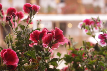 Flowers in fron of the the church square