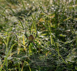 A wasp spider, Argiope bruennichi