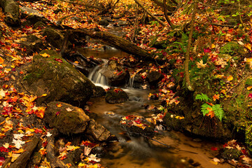 Obraz na płótnie Canvas autumn leaves in water