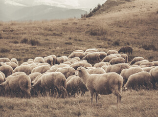 Fototapeta premium A flock of sheep grazing. Rural mountain landscape with sheeps on a pasture in Carpathian Mountains, Romania.