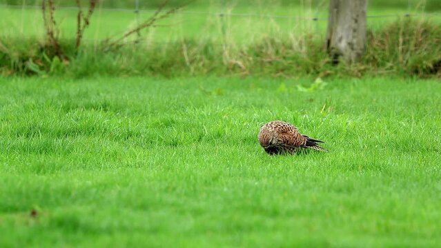 Wild female Eurasian Kestrel catching and eating earth worms. Scientific name Falco tinnunculus.