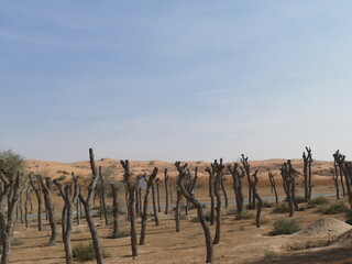 Bäume in der Wüste