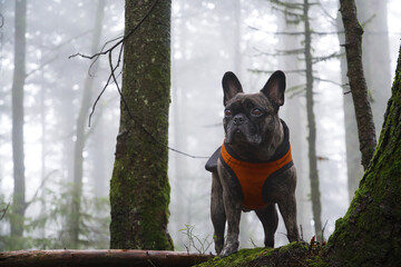 Französische Bulldogge im mystischen Wald