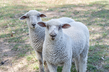 Two white sheep looking at the camera