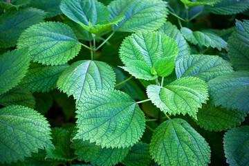Green leaves