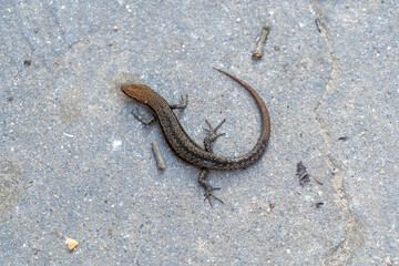 An Australian common garden skink (Lampropholis guichenoti), seen from above.