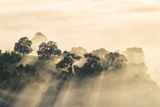 Thick morning fog streaming through the trees in the Yarra Valley, Victoria, Australia 