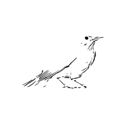 black and white drawing sketch of a bird with transparent background for learning to color