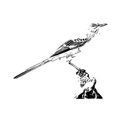 black and white drawing sketch of a bird with transparent background for learning to color