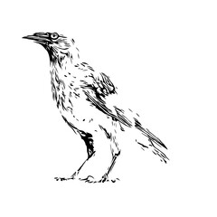 black and white drawing sketch of a bird with transparent background for learning to color