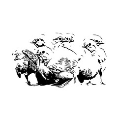 black and white drawing sketch of a chicken with transparent background for learning to color