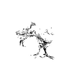 Obraz premium black and white drawing sketch of a chicken with transparent background for learning to color