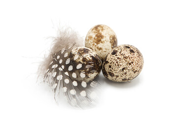 Fresh organic quail eggs with quail feathers isolated on white background.	