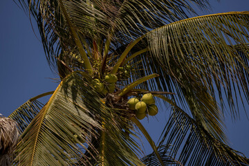 Palmera con cocos