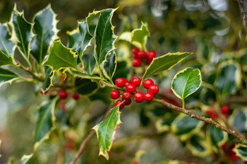 Fototapeta premium A closeup shot of Christmas holly plant branch decoration with ripe red berries