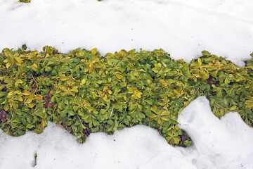 Pachysandra plant in snow