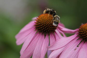 Blüte 