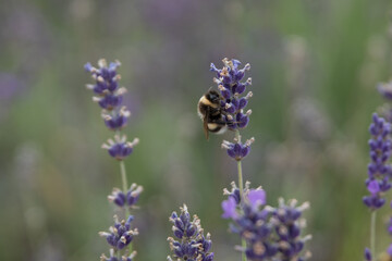 Lavendel