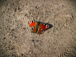 Peacock butterfly on the sand showing it's wingspan