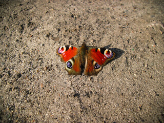 Peacock butterfly on the sand showing it's wingspan