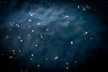 Cold water Jellyfish floating in Copenhagen, Denmark, harbour 