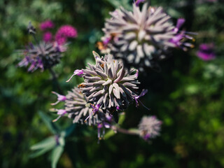 closeup of a flower