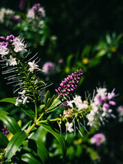 Flowers in the garden