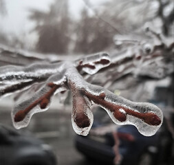 Tree branches covered with ice after freezing rain
