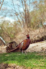 Pheasant in the grass on the sunny spring day