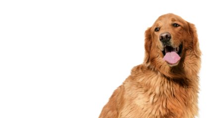 Portrait of a male Golden retriever on a transparent background