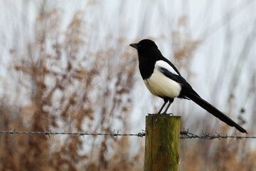 A stunning animal portrait of a Magpie bird.