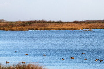 A beautiful winter landscape shot, taken at a nature reserve on a December afternoon.