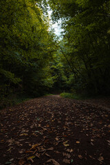Forest and trail with fallen leaves from ground level.