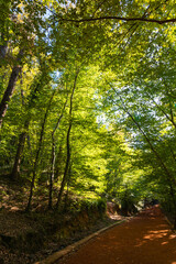 Obraz premium Belgrad Forest view with jogging trail. Recreational areas vertical photo