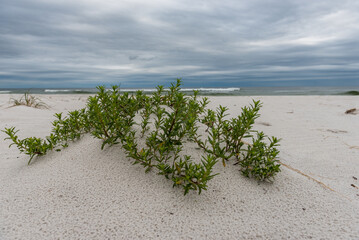 Beach in Pensacola with Green Grass. Florida. Cloudy and Windy Spring Day