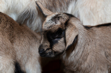 Alpine Goat Dairy Animal. Newborn baby goat near mom.