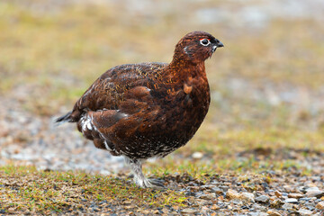 Close up of a Red Grouse male in cold, rainy, winter weather, alert and facing right in natural moorland habitat. Scientific name: Lagopus Lagopus.  Space for copy.  Horizontal.