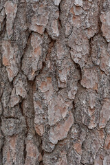 Tree Trunk Texture. Pine