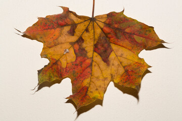 One autumn multicolored maple leaf on a white background.