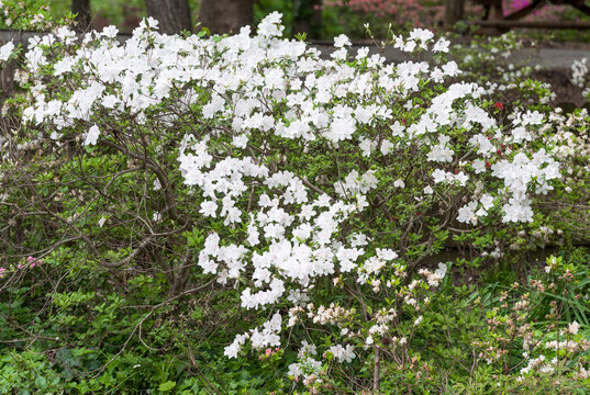 White Rhododendron Obtusum Blooming Blossom Flower.