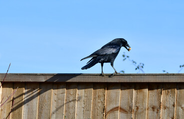 A beautiful large black raven stands on a fence with a nut in its beak