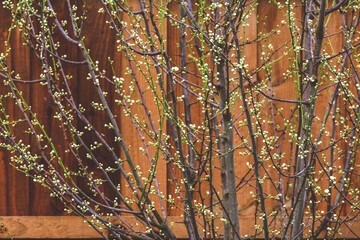 autumn leaves and plum flowers background