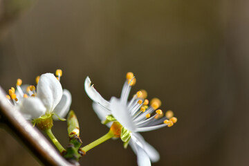 Plum blossoms open, spring is coming