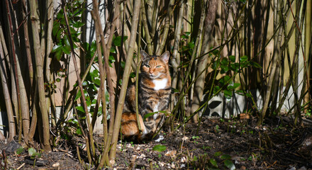 A small domestic tiger in the jungle of a backyard garden