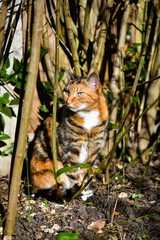 Little tiger domestic cat in the garden forest