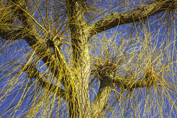 Willow twigs against a blue cloudless sky