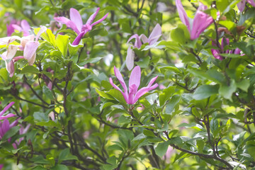 Bush of the Rhododendron in the botanical garden. Beautiful floral background.