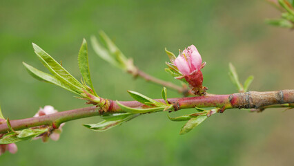 Peach flower blossom fruit tree growing bloom bud red branch orchards garden spring trees Prunus...