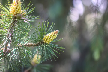 Spruce tree branches in summer park. Pine pollen used in herbal medicine.