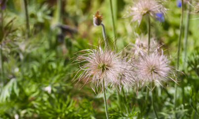 Faded flower of Pulsatilla patens plant.